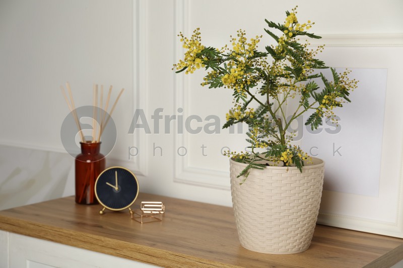 Beautiful potted mimosa, clock, photo frame and reed air freshener on wooden table near white wall