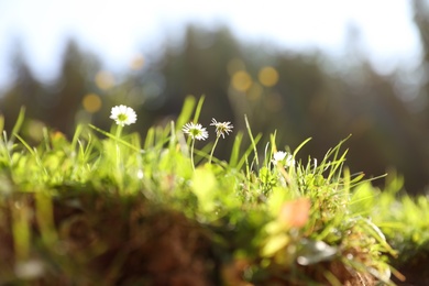 Fresh green grass and flowers against blurred background