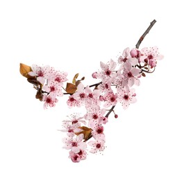 Cherry tree branch with beautiful pink blossoms isolated on white