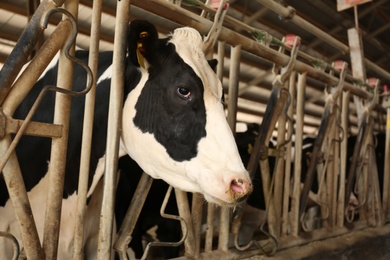 Photo of Pretty cow near fence on farm, closeup. Animal husbandry