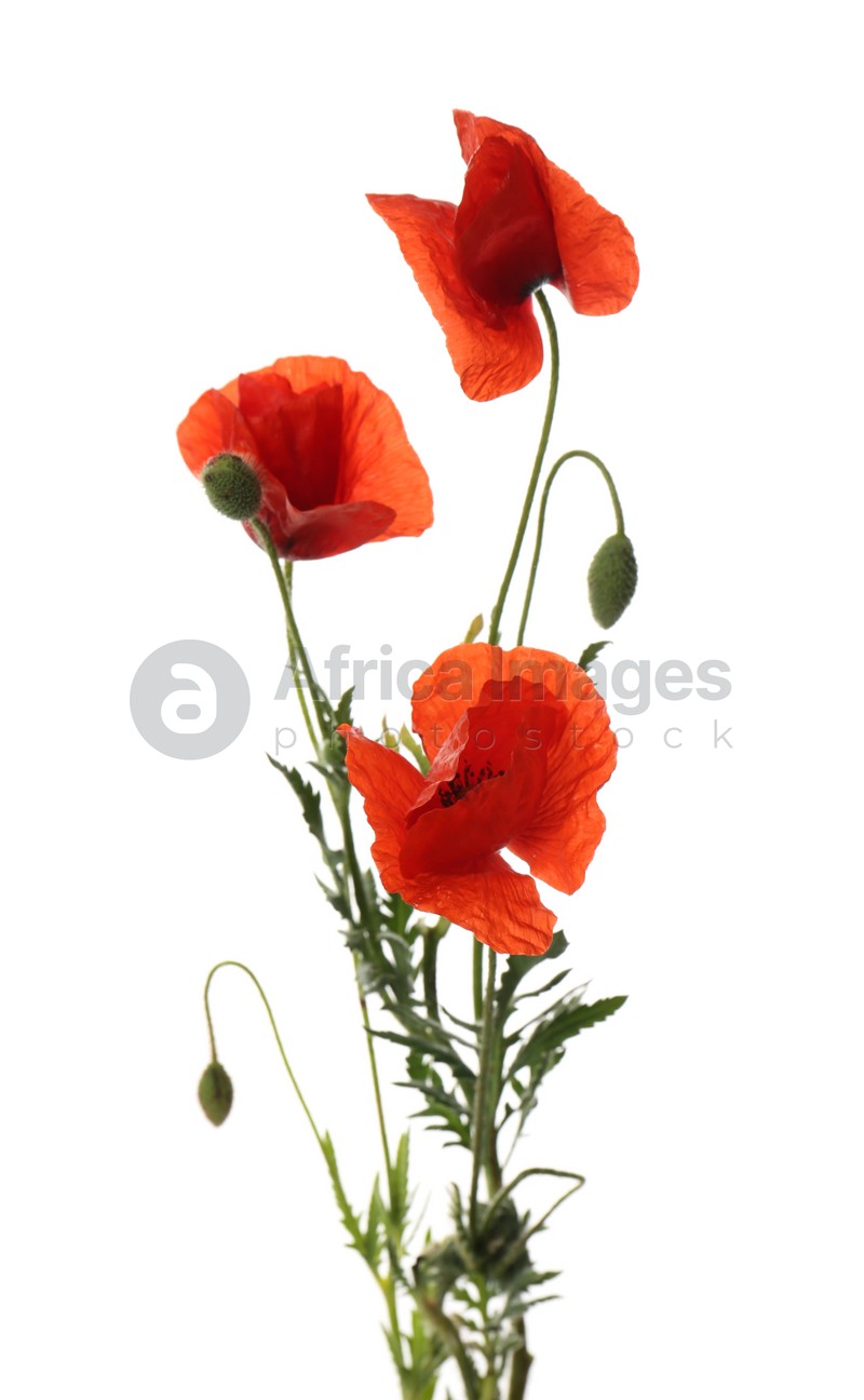 Photo of Beautiful red poppy flowers isolated on white