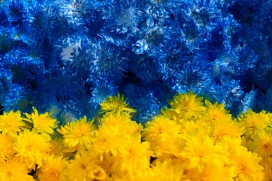 Ukrainian flag made of beautiful blue and yellow flowers as background, closeup