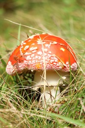Small mushroom growing in green grass, closeup view