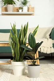 Photo of Beautiful potted green plants in room. House decor