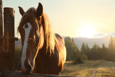Photo of Beautiful horse near wooden fence at sunset, closeup