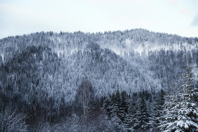 Photo of Beautiful winter landscape with old snowy forest