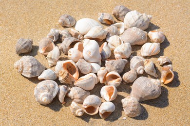 Pile of beautiful sea shells on sandy beach