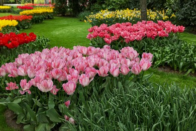 Photo of Park with variety of beautiful tulip flowers. Spring season
