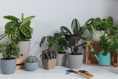 Photo of White table with different beautiful houseplants and gardening tools indoors