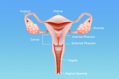 Illustration of female reproductive system on light blue background