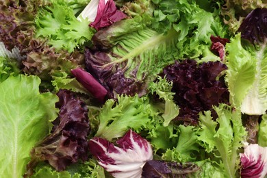 Photo of Different sorts of lettuce as background, closeup