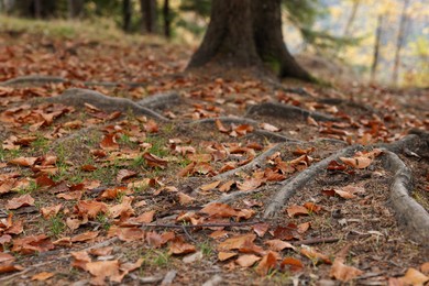 Photo of Tree roots visible through soil in autumn forest