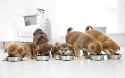 Photo of Adorable Akita Inu puppies eating from feeding bowls indoors