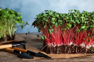 Fresh organic microgreens and gardening tools on wooden table, closeup