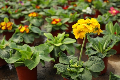 Photo of Beautiful blooming pot flowers in greenhouse, closeup. Space for text