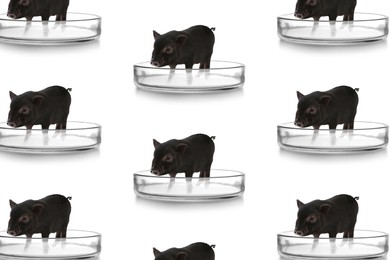 Small pigs in Petri dishes on white background, pattern design. Cultured meat concept