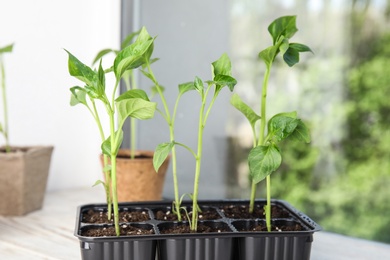 Photo of Vegetable seedlings in plastic tray on wooden window sill