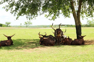 Beautiful Ankole cows on green lawn in safari park