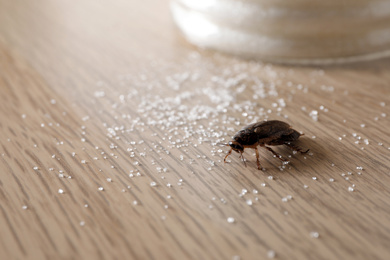 Cockroach and scattered sugar on wooden table, closeup. Pest control