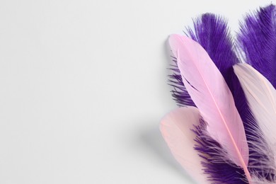 Beautiful purple and light pink feathers on white background. Space for text