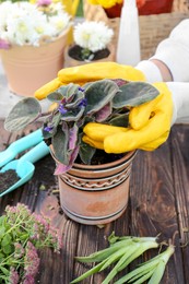 Photo of Woman wearing gardening gloves transplanting flower into pot at wooden table, closeup