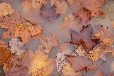 Beautiful orange autumn leaves in puddle, top view