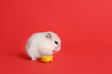 Cute funny pearl hamster feeding on red background, space for text