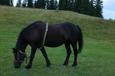 Horse grazing on pasture outdoors. Lovely domesticated pet
