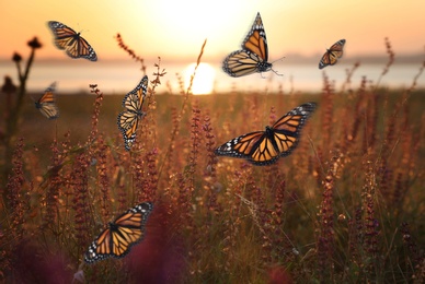 Field with beautiful butterflies lit by morning sun
