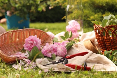 Photo of Tea roses, petals and pruner on green grass in garden