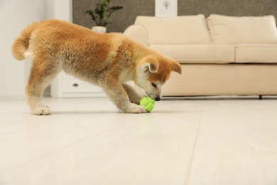 Cute akita inu puppy playing with ball in living room