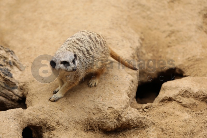 Photo of Cute meerkat in zoo enclosure. Exotic animal