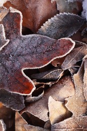 Dry leaves covered with hoarfrost outdoors on winter morning, closeup