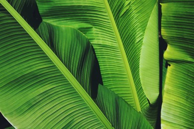 Beautiful green tropical leaves outdoors on sunny day, closeup