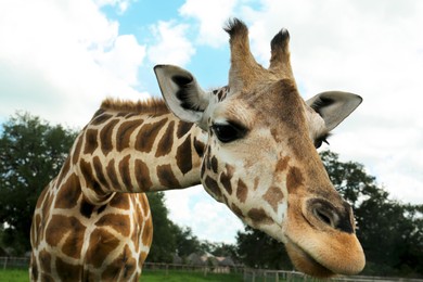Photo of Beautiful spotted African giraffe in safari park, closeup