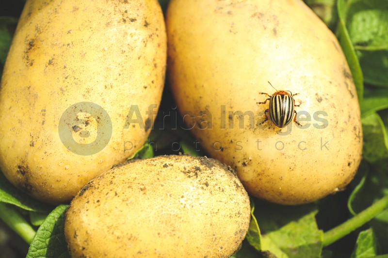 Photo of Colorado beetle on ripe potato outdoors, closeup