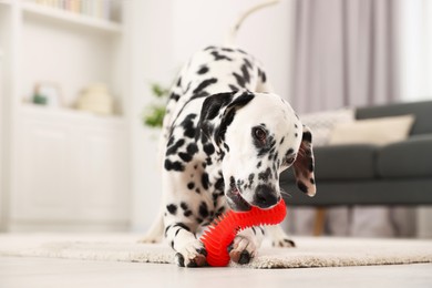 Photo of Adorable Dalmatian dog playing with toy indoors. Lovely pet