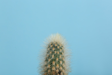 Beautiful cactus plant on light blue background