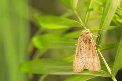 Paradrina clavipalpis moth on green leaf outdoors, space for text