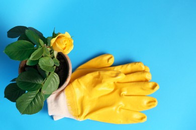 Gardening gloves and pot with beautiful rose on light blue background, flat lay