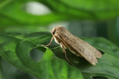 Paradrina clavipalpis moth on green leaf outdoors