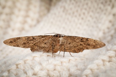 Alcis repandata moth on beige knitted sweater, closeup