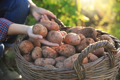 Woman harvesting fresh ripe potatoes on farm, closeup