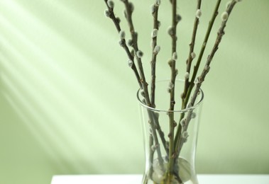 Glass vase with pussy willow tree branches near light green wall, closeup