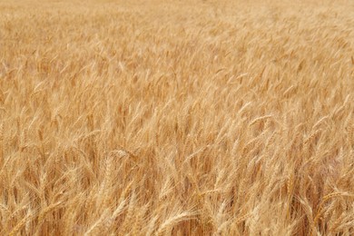 Beautiful agricultural field with ripe wheat crop