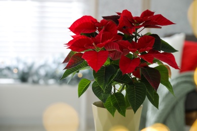 Beautiful poinsettia (traditional Christmas flower) in pot on blurred background, closeup