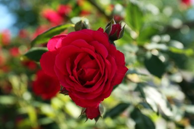 Photo of Beautiful blooming red rose on bush outdoors, closeup