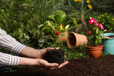 Photo of Woman holding pepper plant over soil in garden, closeup