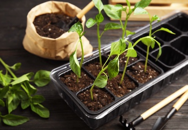 Photo of Vegetable seedlings in plastic tray on table