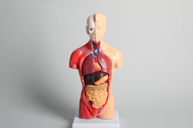 Human anatomy mannequin showing internal organs on grey background